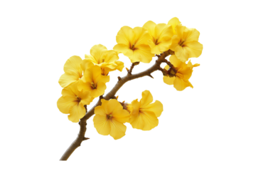 Golden Yellow Tabebuia Blossom Isolated PNG Illustration Isolated on Transparent Background