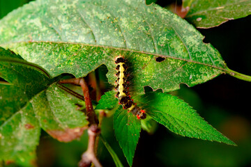 A yellow black striped moth larva lives on the leaves of a wild plant