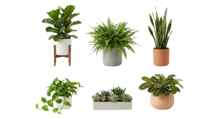 Group of six diverse potted houseplants arranged in a grid