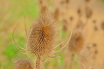 dried teasel seedheads, selective focus with bokeh background - Dipsacus