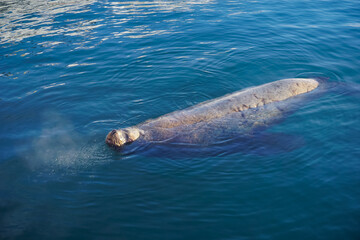 Fototapeta premium A sea lion off the coast