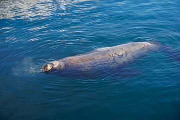 Fototapeta premium A sea lion off the coast