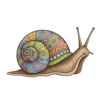 Snail with a colorful shell, representing slow pace and spring charm.