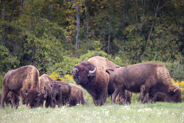 Large farm raised bull bison buffalo Bison bison in a herd displaying with head held high and mouth open flehmen response to detect and analyze pheromones from nearby females