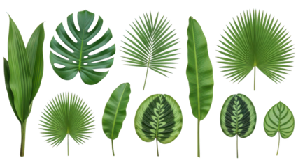 Variety of tropical jungle leaves and exotic foliage isolated on transparent background