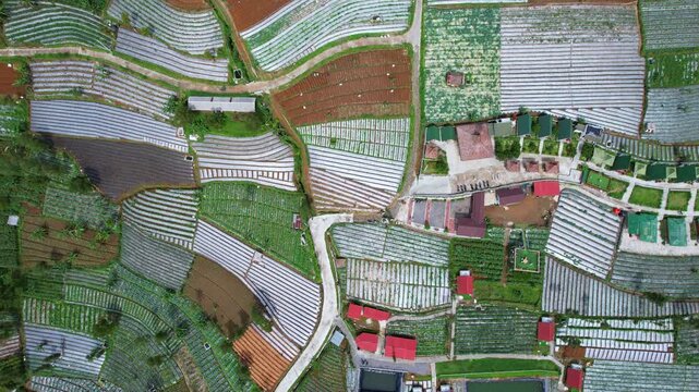 Aerial drone footage on top of wooden glamping villas, vegetables agricultural fields, on the edge of Sumbing volcano, in Bangli, Java island, Indonesia