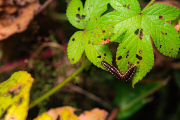 A millipede crawls on the plants in the wilderness field