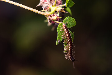 Fototapeta premium A millipede crawls on the plants in the wilderness field