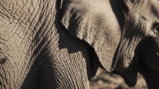 Close up of elephant skin texture showing wrinkles and surface details wildlife animal