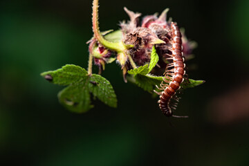 A millipede crawls on the plants in the wilderness field
