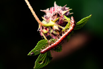 A millipede crawls on the plants in the wilderness field