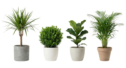 Fototapeta premium Collection of four different houseplants in various ceramic and concrete pots isolated on transparent background