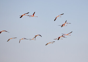 flock of flamingos