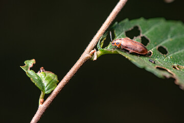 Some plant leaves with complex leaf vein patterns and elm yellow haired firefly leaf beetles on them complement the wild landscape with interest