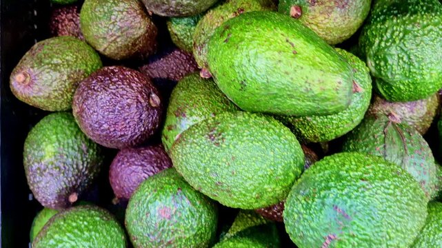 A top-down close-up of ripe and unripe avocados tightly packed in a black plastic crate, showing varied green and purplish skins with rough, textured surfaces typical of fresh market produce.