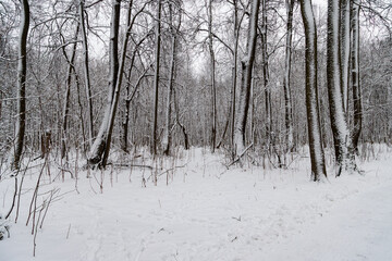 Snow-covered trees in a winter forest