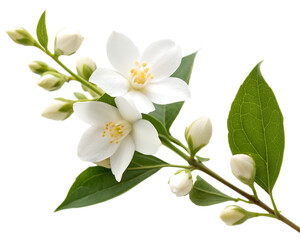 Fototapeta premium White Jasmine Flowers Branch with Buds and Green Leaves Isolated on White Background Stock Photo