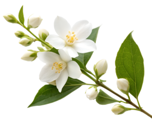 White Jasmine Flowers Branch with Buds and Green Leaves Isolated on White Background Stock Photo