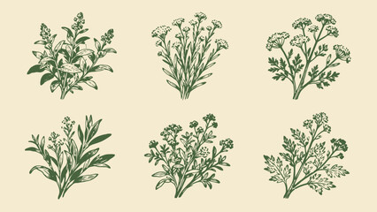 Six botanical illustrations on parchment © KY