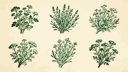 Six botanical illustrations of herbs © KY