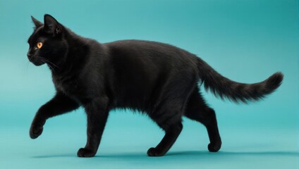 Elegant Black Cat Strutting with Golden Eyes on Blue Background.
