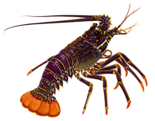Vivid studio portrait of a Spiny Lobster, isolated against a solid black background