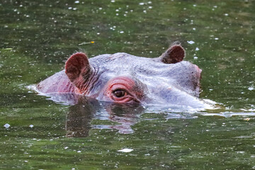 Hippo Eyes