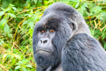 Silverback Gorilla