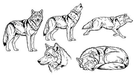 Five Wolves in Diverse Poses: Standing, Howling, Running, Sleeping, and Watching - Wildlife Lineart