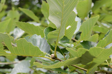 Naklejka premium Quercus aliena is a deciduous oak tree used for timber and tannin production. This is an authentic optical photography and not AI generated.