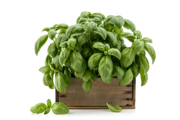 Naklejka premium Fresh Green Basil Plant Growing in a Rustic Wooden Crate Isolated on White Background