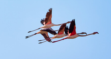 red billed stork
