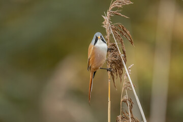 bearded reedling, male, perched on a reed