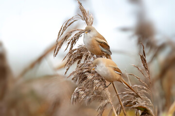 bearded reedlings, females, perched on a reed