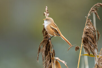 bearded reedling, female, perched on a reed