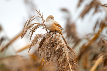 bearded reedling, female, perched on a reed
