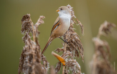 bearded reedling, female, perched on a reed