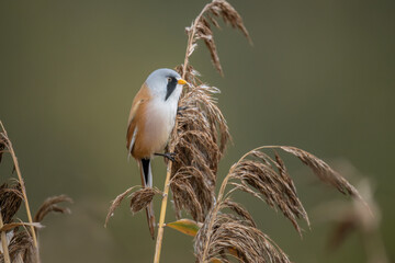 bearded reedling, male, perched on a reed