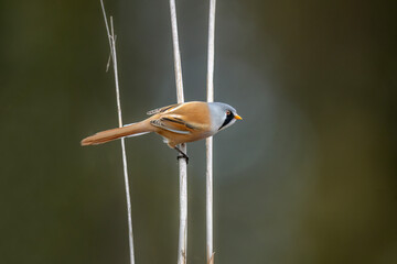 bearded reedling, male, perched on a reed