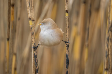 bearded reedling, female, perched on a reed