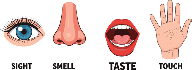 Human Senses Illustration Showing Sight Smell Taste and Touch Icons, Educational Flat Vector Design for Science Learning, Biology Lessons, and Kids Education Materials