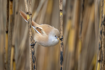 bearded reedling, female, perched on a reed