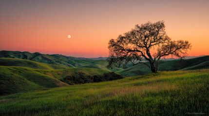 Lone tree standing on rolling green hills under a glowing sunset sky with a visible moon creating a tranquil and picturesque natural landscape scene
