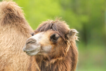 Fototapeta premium The Bactrian camel (Camelus bactrianus), also known as the Mongolian camel or domestic Bactrian camel