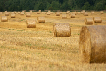 Fototapeta premium Hay bales on the field in the end of summer in Estonia