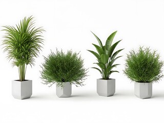 Four Green Plants in White Square Pots on White Background white pots square containers
