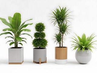 Four Indoor Plants in Different Pots Against White Background potted plants green leaves