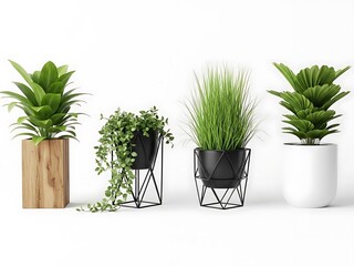 Four Potted Plants in Different Containers on White Background indoor plants green plants 2