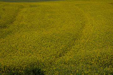 field of yellow flowers