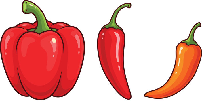 Bell pepper and chili pepper vector illustration set showing red and orange vegetables isolated on white background for food cooking and vegetable design